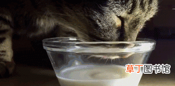 喝牛奶的猫 猫喝牛奶可以么