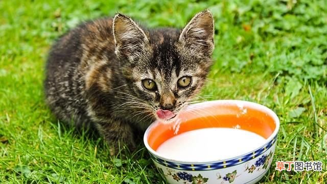 喝牛奶的猫 猫喝牛奶可以么