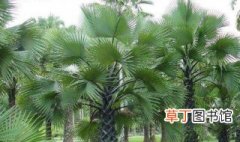 棕榈科植物绿化建设及养护要点 关于棕榈科植物绿化建设及养护
