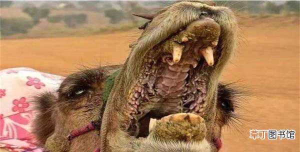 骆驼吃仙人掌为什么不会被刺到，骆驼为什么不怕仙人掌的刺长视频