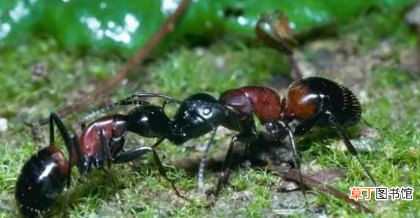 家里有蚂蚁是什么原因，家里很多小蚂蚁找不到源头