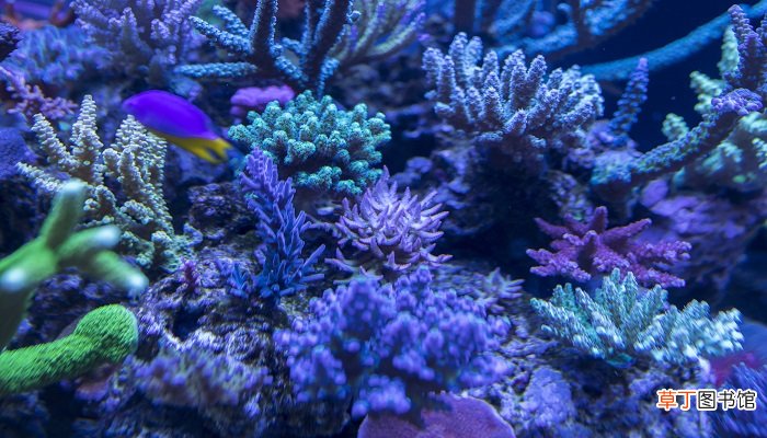 梦见珊瑚是什么意思 梦见珊瑚有什么预兆