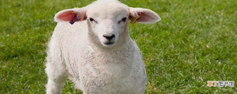 绵羊与山羊的区别 绵羊与山羊的区别在哪里