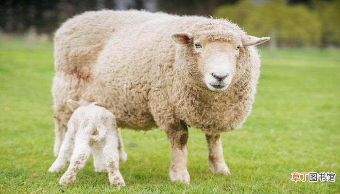 绵羊与山羊的区别 绵羊与山羊的区别在哪里