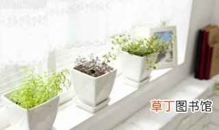室内好养的植物有哪些，适合室内养殖的绿植
