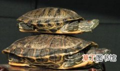 翡翠绿巴西龟怎么分辨公母，怎么分辨巴西彩龟是公还是母