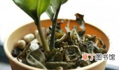 家里过期的茶叶怎么用来养花 过期茶叶能不能栽花