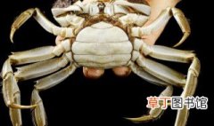 半斤大海蟹要蒸多久才会熟 半斤的螃蟹蒸多长时间