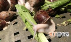怎么在家养白玉蜗牛 家里怎么养白玉蜗牛