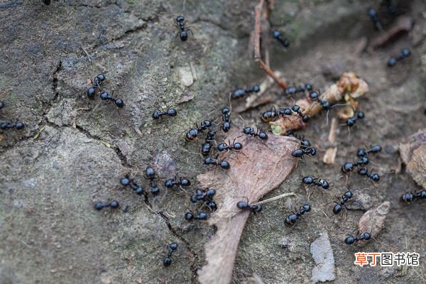 黑蚂蚁的功效与作用 黑蚂蚁的好处