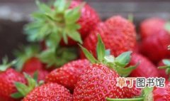 白草莓季节是几月份 白草莓什么季节