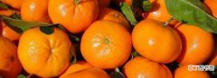 橘子的寓意和象征着什么，橘子的寓意 橘子的寓意简单介绍一下