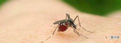 冬天蚊子为什么还咬人，冬天的蚊子为什么这么毒