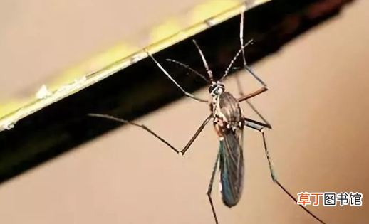 冬天蚊子为什么还咬人，冬天的蚊子为什么这么毒