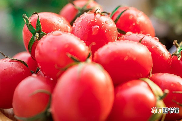 小番茄的功效与作用 小番茄的禁忌
