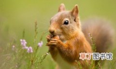 松鼠在重庆夏天怎么养 重庆有松鼠吗?