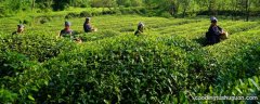 茶在什么自然条件下种植