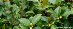 茶子树什么时候种植