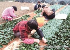 茶苗一般是在什么时候种植