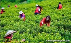 全国都有什么地方种植黄金茶