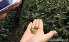 采用茶果间种植的方式是什么茶