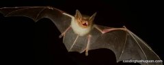 蝙蝠的嘴相当于雷达的什么耳朵相当于雷达的什么