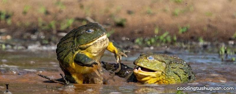 非洲牛蛙为什么不怕毒