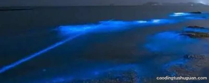 荧光海为什么会发光