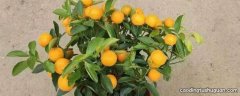 盆栽橘子能吃吗