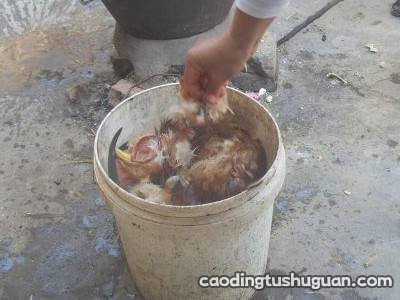 活鸡怎么处理干净