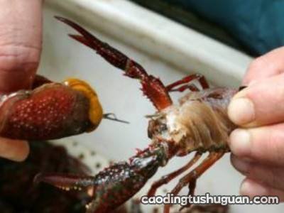 大海虾怎么处理干净