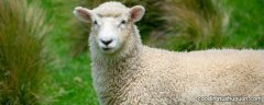 有羊角的绵羊是公的还是母的