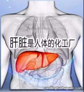 肝脏肿大的原因：肝脏肿大需要考虑哪些因素