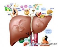 养肝护肝的重要性：养肝护肝为什么重要？