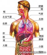 人的肝脏在什么位置 肝在什么位置