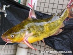 黄颡鱼孕妇能吃吗