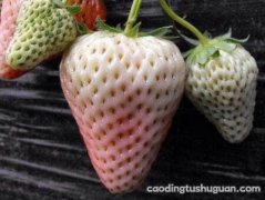 菠萝莓孕妇可以吃吗