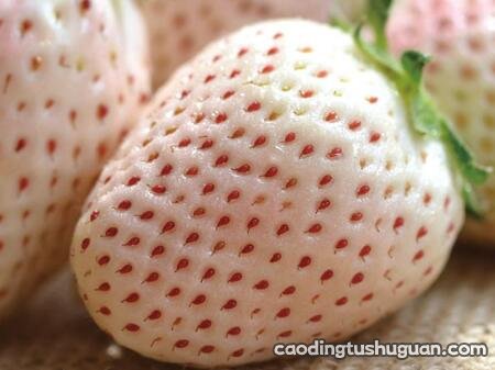 白草莓和菠萝莓的区别