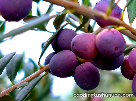 孕妇喉咙痛可以吃橄榄吗