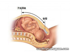 孕妇耻骨位置图 孕妇耻骨是哪个部位