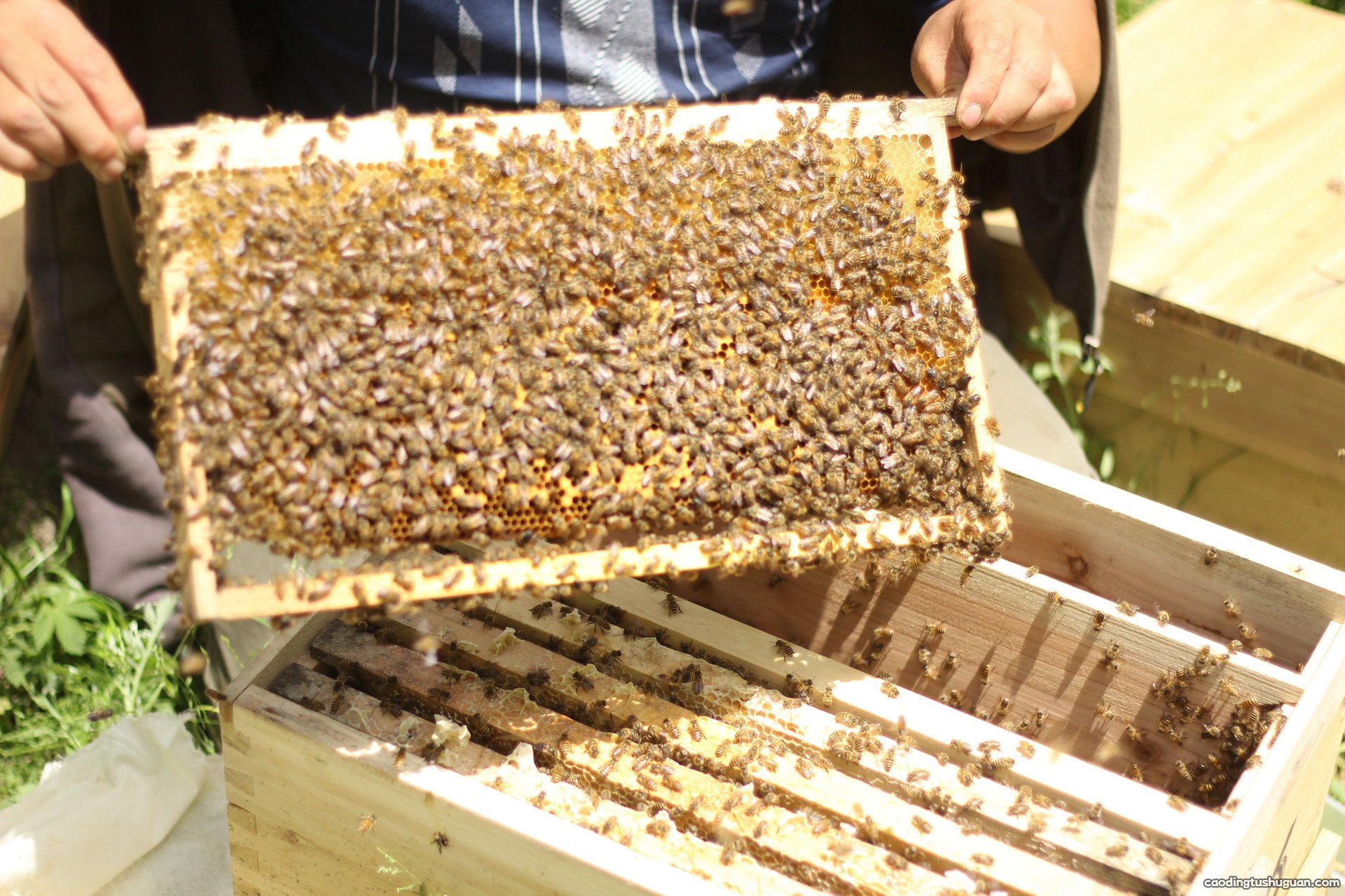 蜂胶保质期多长时间