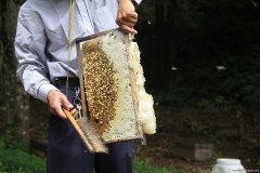 蜂胶吃多了有副作用吗