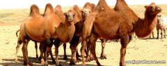 骆驼走不快的原因是什么