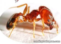 孕妇可以吃酸蚂蚁吗