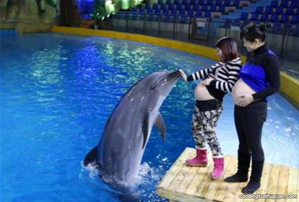 孕妇被海豚亲切地蹭肚子，去检查，医生：它的叫声被称为自然超声