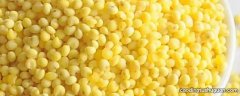 大黄米会产生米酸菌吗