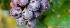 吃不完的葡萄怎么保存