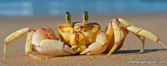死蟹能吃吗
