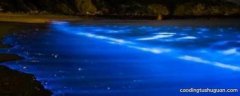 蓝细菌在海水中容易引起什么现象