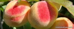 桃子什么季节成熟